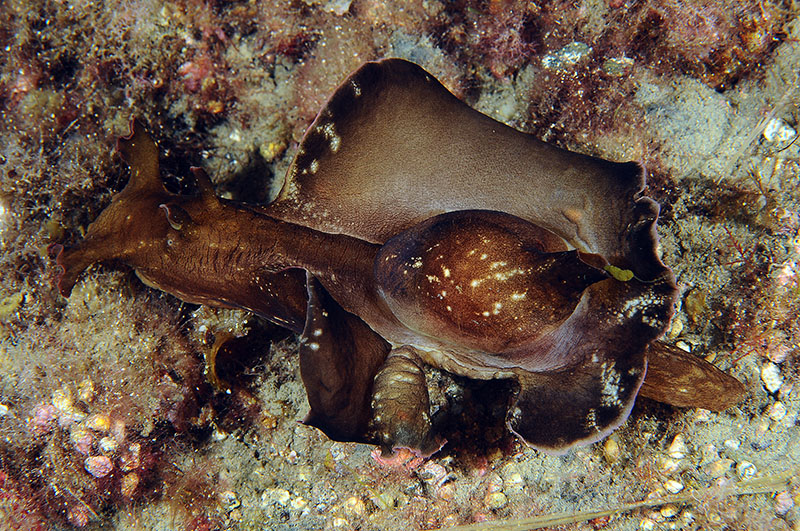 Aplisa